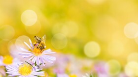 Blumen mit Biene im Garten